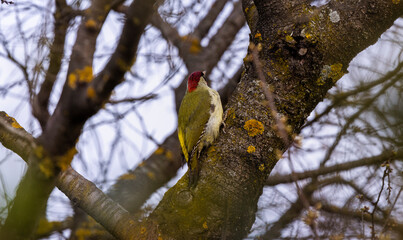 a green woodpecker (Picus Viridis) perched high on the side of a tree