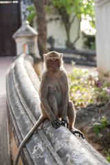 Macaque sitting on the stone