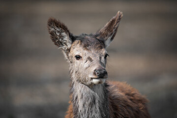 portrait of a young red deer calf