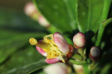 Hintergrund Frühling - Nahaufnahme der ersten Blüten eines Zitronen-Baums
