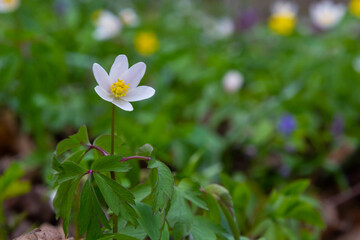 Anemone nemorosa is an early-spring flowering plant in the genus Anemone.