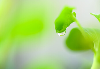 drop of water on a leaf on a blurred delicate green background. Young plant with raindrops for ecology and nature concept.