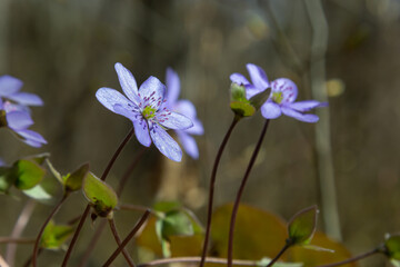 Fototapeta premium group of beautiful, purple first spring bloomers - wildflowers Large blue hepatica, Hepatica transsilvanica, in bright sunlight in early spring. Beautiful floral scenery background