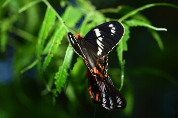 Tropical butterfly mating  in the natural habitat.