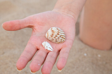 hand holding a seashell and dried crab claw on beach out of focus with grain
