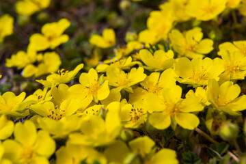 Tiny flowers of Potentilla arenaria on a xerotherm meadow. Wild yellow flowers growing on sand soil