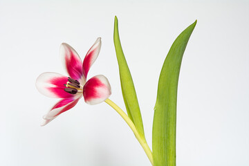 Fototapeta premium Tulpe