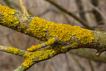 Xanthoria parietina, common orange lichen, yellow scale, maritime sunburst lichen and shore lichen,...