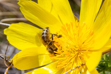 Honey bee on blooming adonis flower, Spring background, honey bee pollinating wild yellow flower