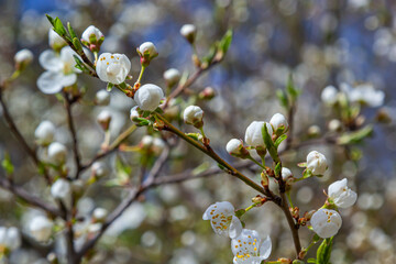 Spring blossoms of Spreading Plum tree, Prunus divaricata, white flowers blooming during Spring Sakaru season. Macro closeup