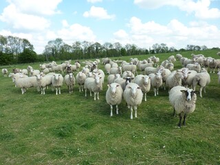 Obraz premium troupeau de moutons