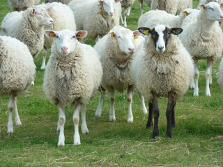 Obraz premium mouton au printemps