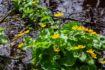 In a swamp, in the alder forest blossom Caltha palustris