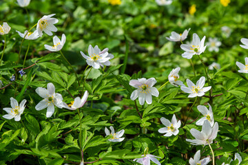 White flowers with the blurred background of trees and blue sky. In oak forest the beautiful anemone nemorosa is blooming. Floral seasonal wallpaper