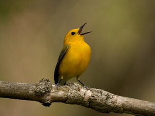 Prothonotary warbler a small yellow bird sings on a branch
