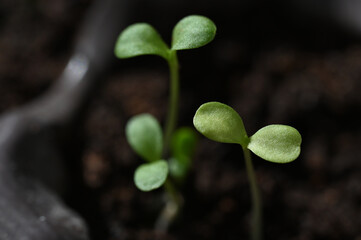 A young sprout grows from the soil. young plant grows. gardening concept