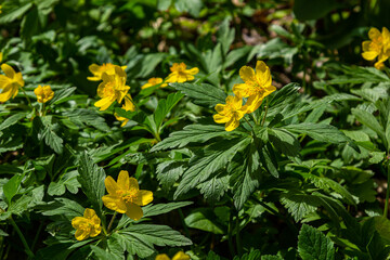 Anemone ranunculoides, the yellow anemone, yellow wood anemone or buttercup anemone