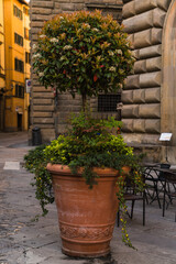 pot with tree outside an old medieval street in Italy 