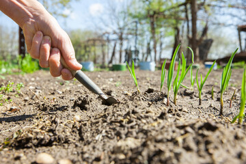 Eine Frau setzt im Frühling Zwiebeln ein