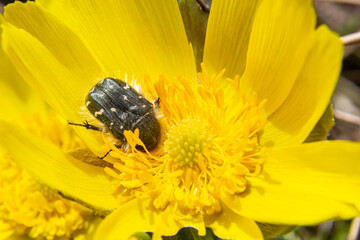 Oxythyrea funesta on blooming adonis flower, Spring background, honey bee pollinating wild yellow flower
