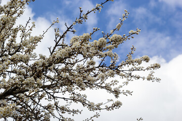 Wild white plum blossoms close up in a forest on a sunny spring day. Species Prunus cerasifera aka cherry plum or myrobalan plum