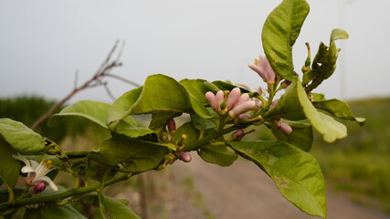 cloudy morning lemon flowers