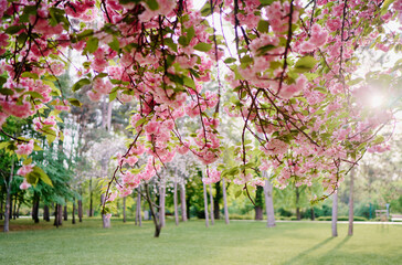 Fototapeta na wymiar Spring blooming and blossoming flower branch.