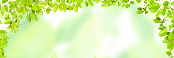 初夏の新緑　木漏れ日　キラキラ背景バナー素材 - obrazy, fototapety, plakaty