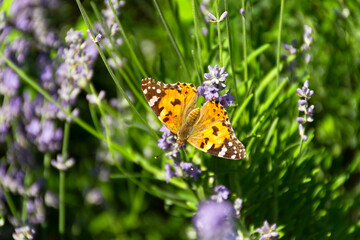 Butterfly Vanessa is orange on a purple lavender flower in the sunlight. Macrophotography of...