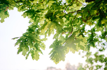 Fototapeta na wymiar Close up of green oak leaves.
