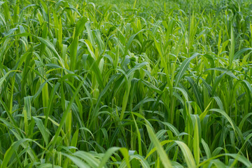 corn plant animal feed agricultural farm no chemicals