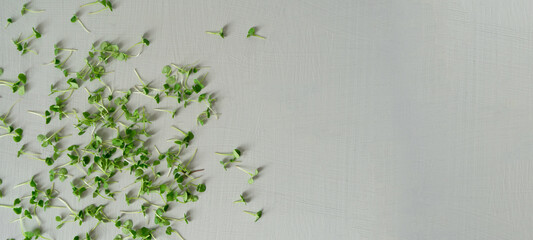 Small leaves of basil microgreen lie on a light gray background, randomly laid out. copy space.