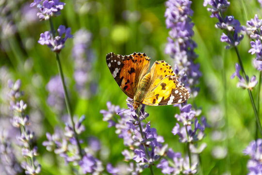 Butterfly Vanessa is orange on a purple lavender flower in the sunlight. Macrophotography of wildlife. The butterfly pollinates flowers in the garden. Bright summer colorful background. Top view © Anna Pismenskova