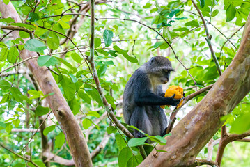 Monkey sitting on a branch eating a mango in forest. Zanzibar, Tanzania