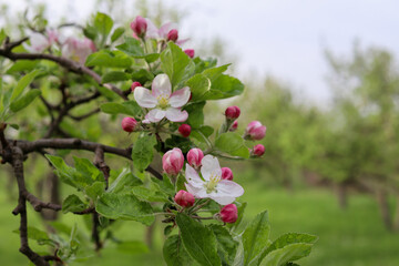Appletree in bloom in an orchard on a sunny spring day. Natural background concept. Close up, selective focus and copy space
