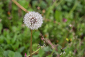 White fluffy dry dandelion flower in the meadow on a sunny spring day. Natural background concept