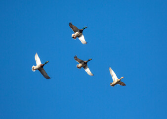Group of mallard ducks flying against a blue sky. Migratory birds or hunting season concept image.