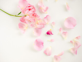 Naklejka na ściany i meble Scattered pink rose petals on white background.