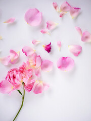 Scattered pink rose petals on white background.