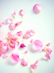 Scattered pink rose petals on white background.