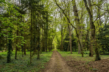 Footpath in the forest, green leaves and trees 