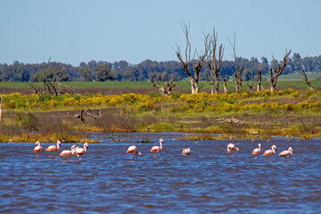 flamingos in the lake