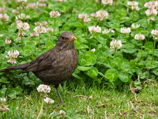(Turdus merula) Close Up