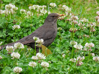 (Turdus merula) Close Up