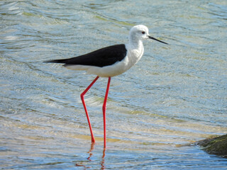 The common stilt (Himantopus himantopus) 
