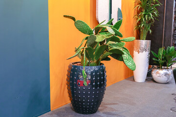 Blue floor pot with a cactus in the interior of the room