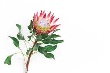 Beautiful protea flower on a white background isolated.