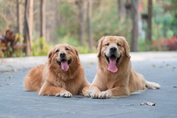 Two golden retrievers lying on the ground