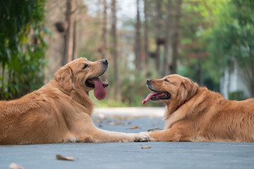 Two golden retrievers lying on the ground