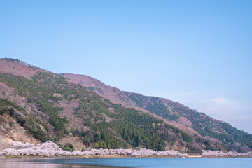 Fototapeta premium 海津大崎の桜